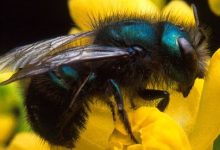 (Blue Orchard Bee) Osmia lignaria.