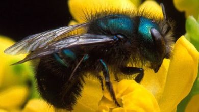 (Blue Orchard Bee) Osmia lignaria.