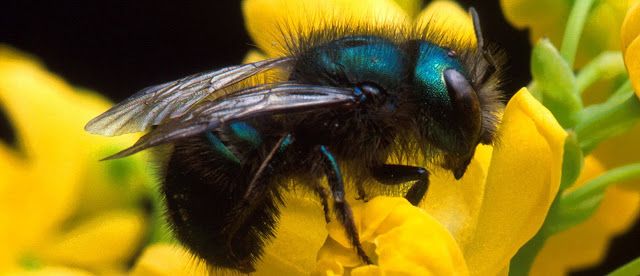 (Blue Orchard Bee) Osmia lignaria.